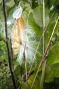 Milkweed